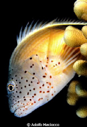 Freckled Hawkfish
 by Adolfo Maciocco 
